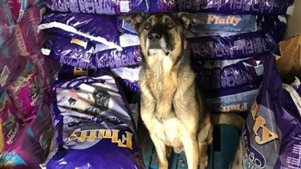 União Zoófila acusa hipermercados de travar recolha de alimentos para animais